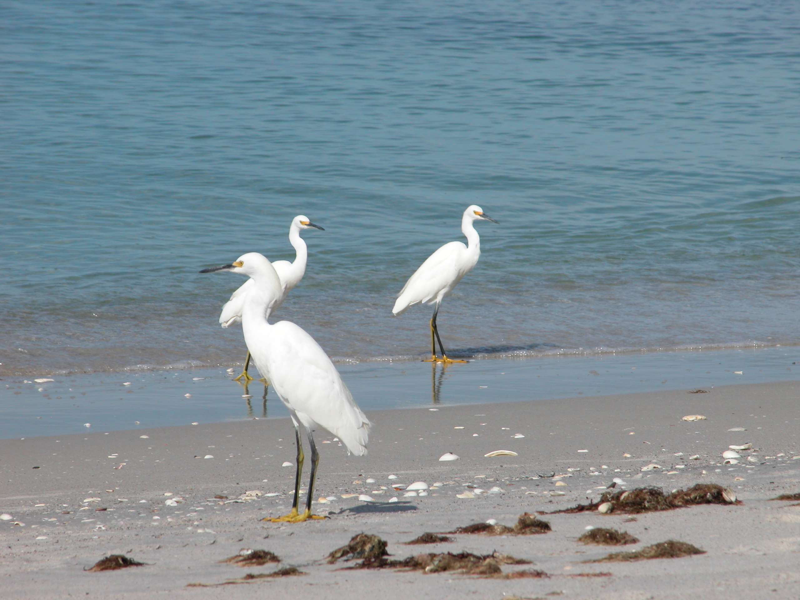 Florida Beach Photos